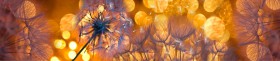 Кухонный фартук Мерцание Одуванчики золотистые 3 серебро в Тобольске - tobolsk.katalogmebeli.com | фото